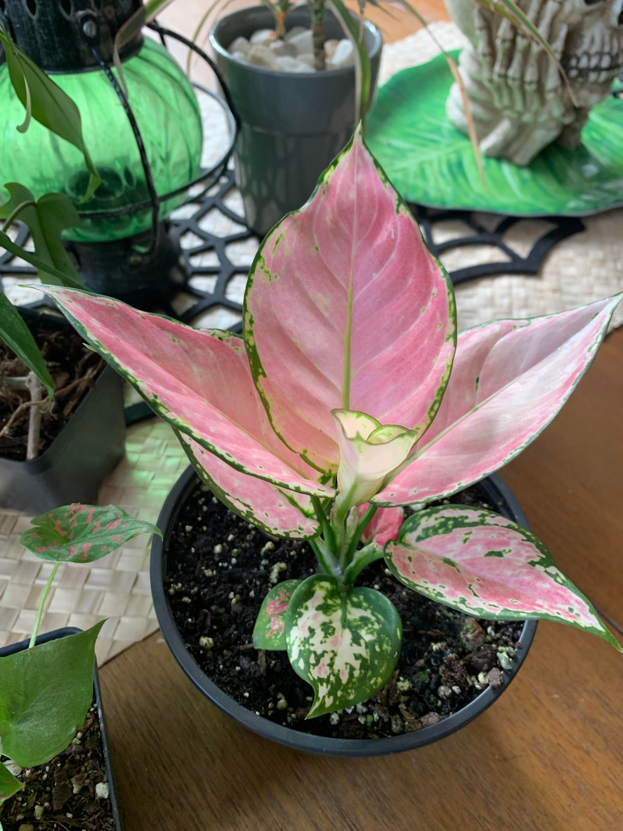 Аглаонема Люмина