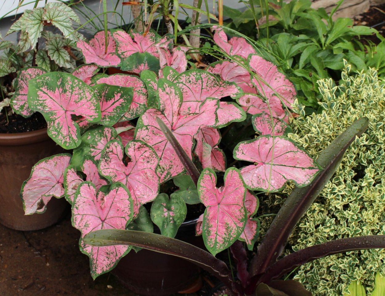 Сингониум неон Пинк