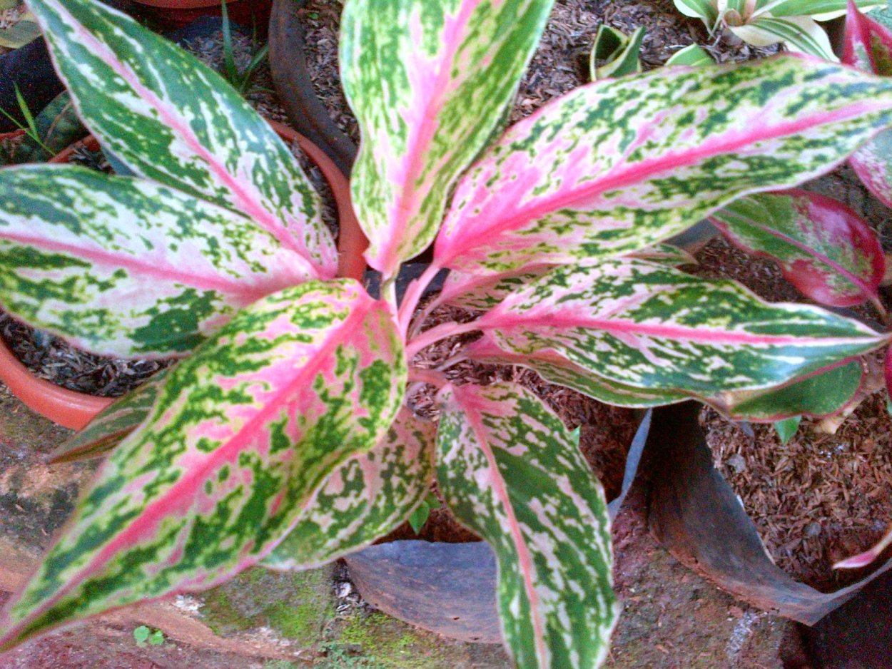 Аглаонема Эвергрин