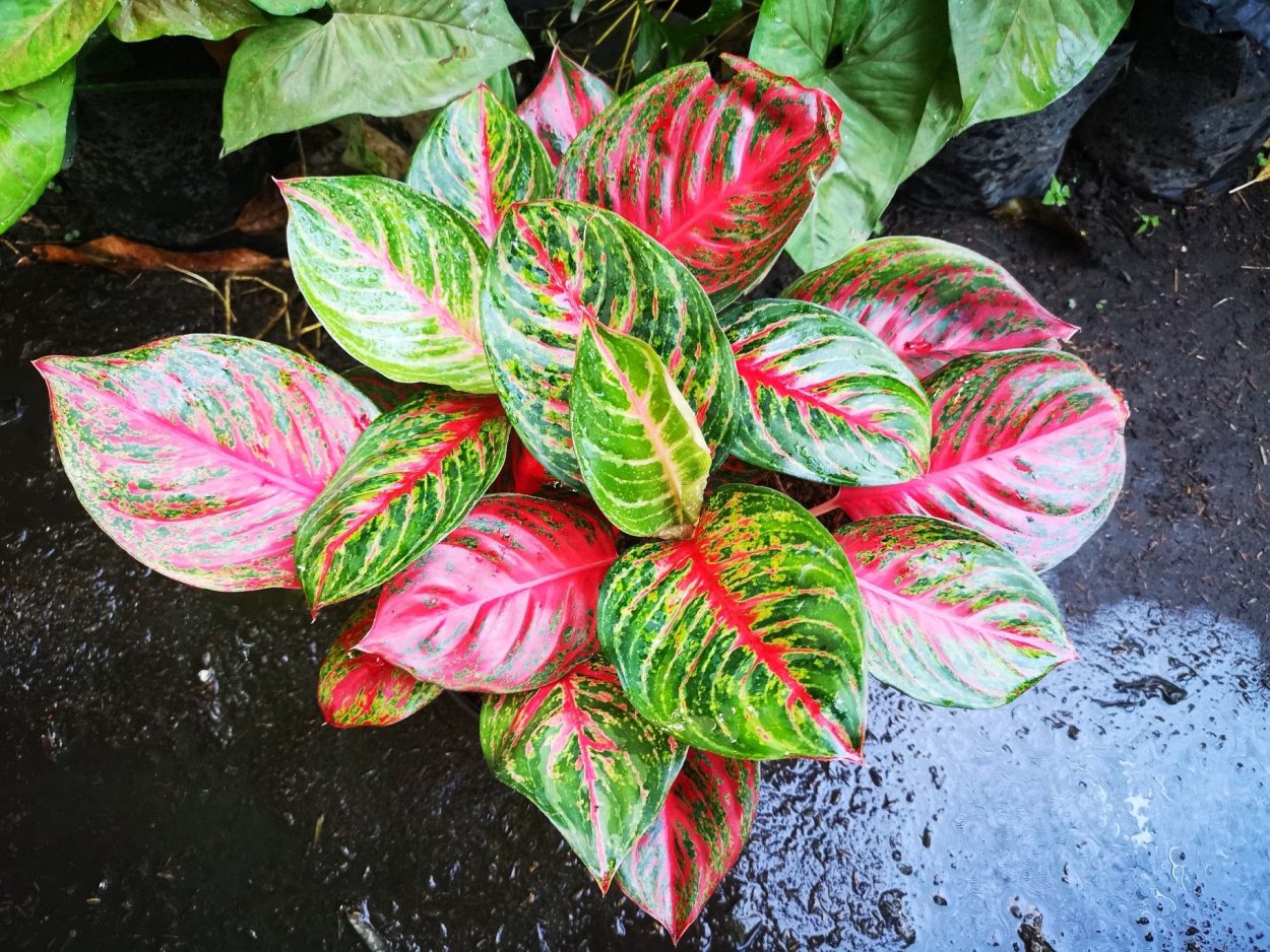 Аглаонема Пинк Далматин