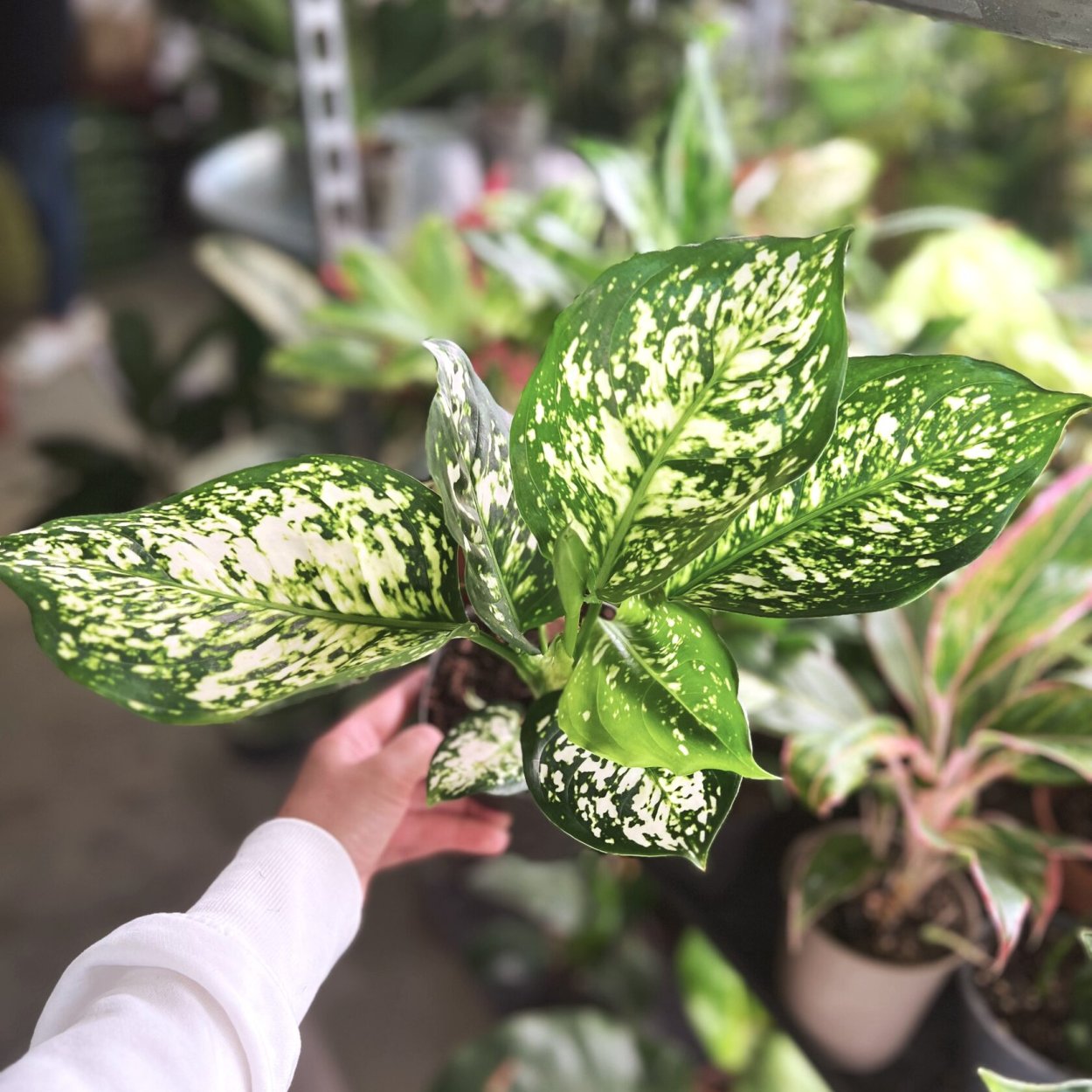 Аглаонема Престиж