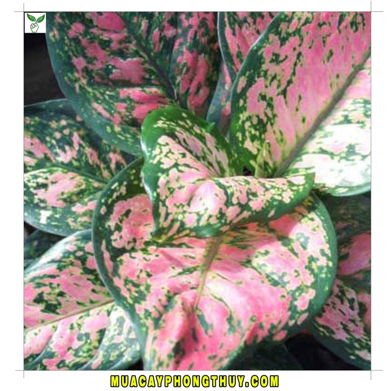 Аглаонема Мадонна