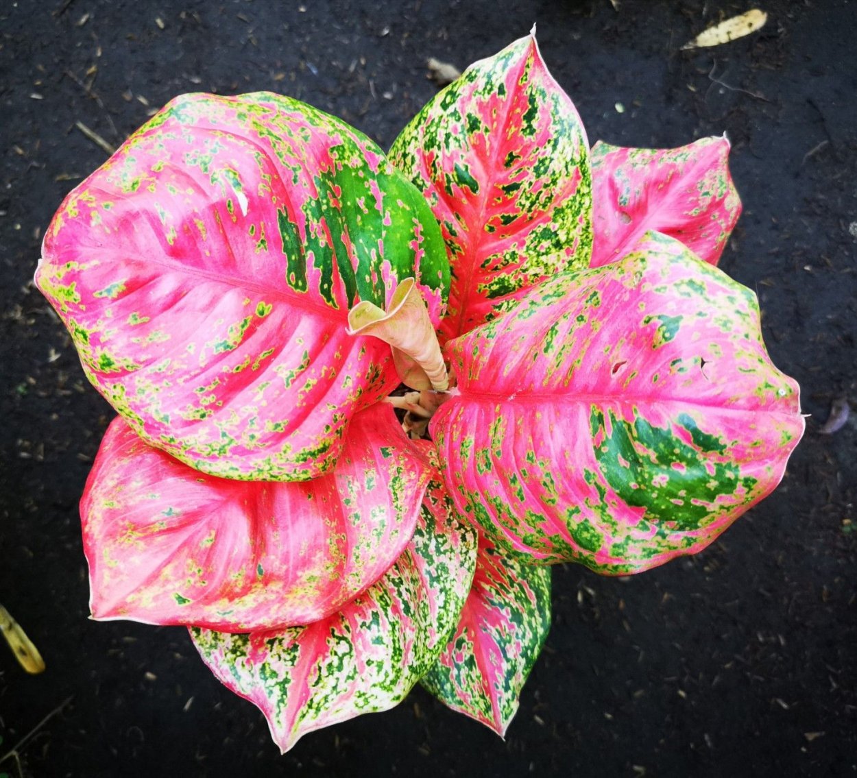 Аглаонема Чанг Чанг