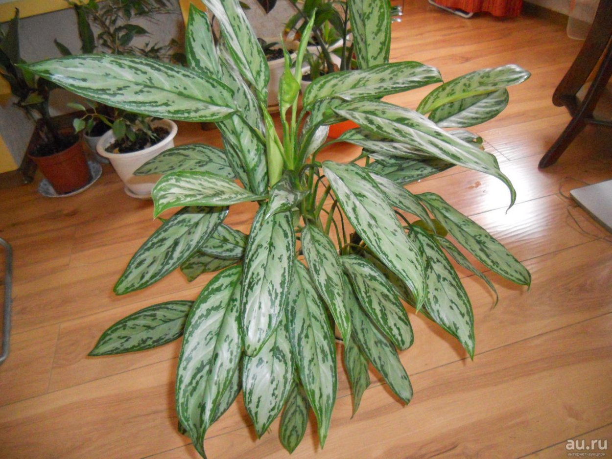 Аглаонема Худжес