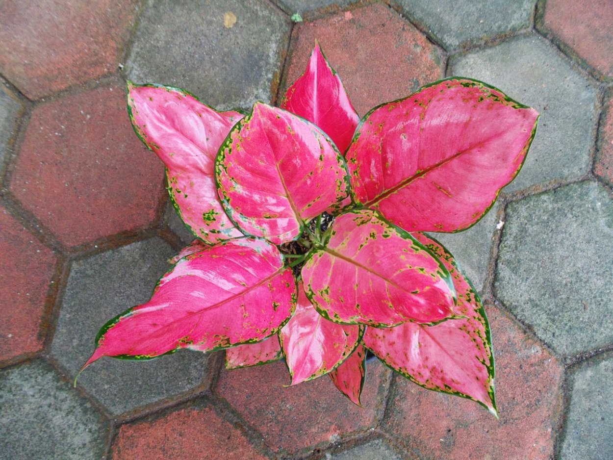 Аглаонема споттед Стар