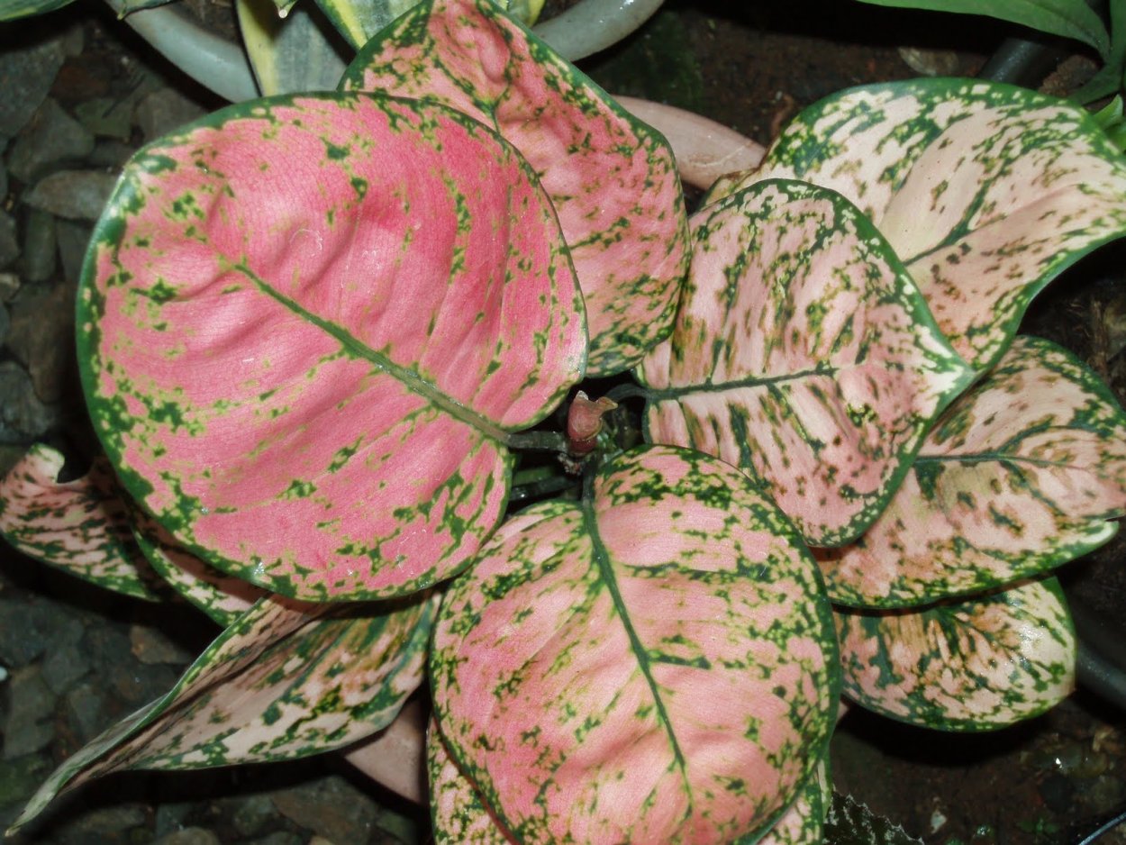 Аглаонема мужегон