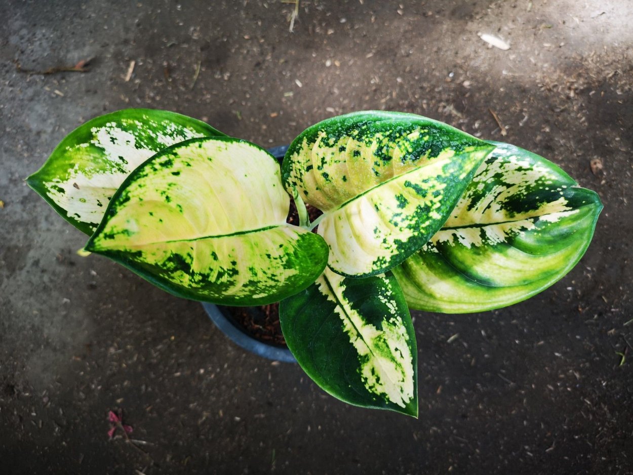 Аглаонема циркон