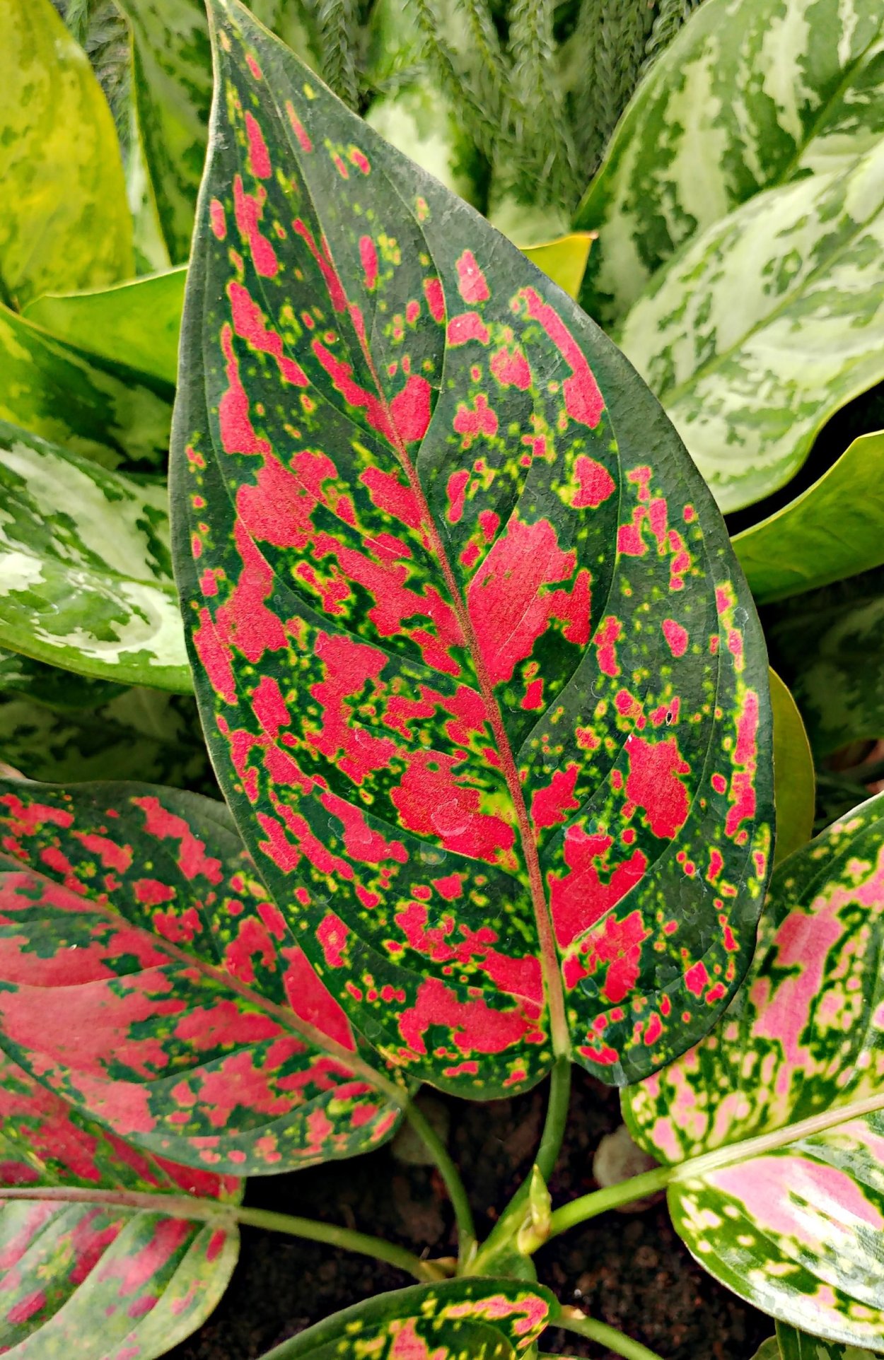 Аглаонема Anyamanee