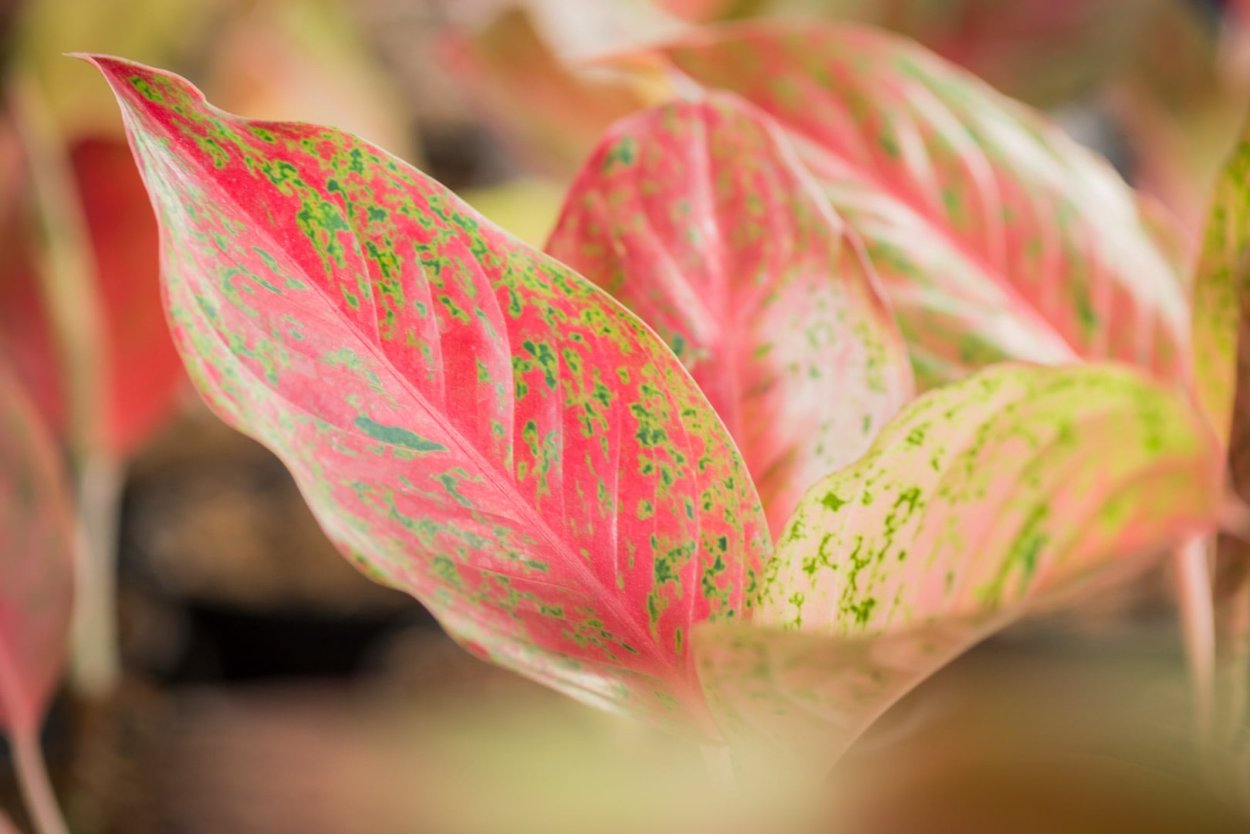 Аглаонема Родина растения