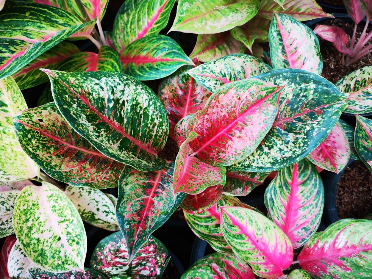 Аглаонема Пинк Стар