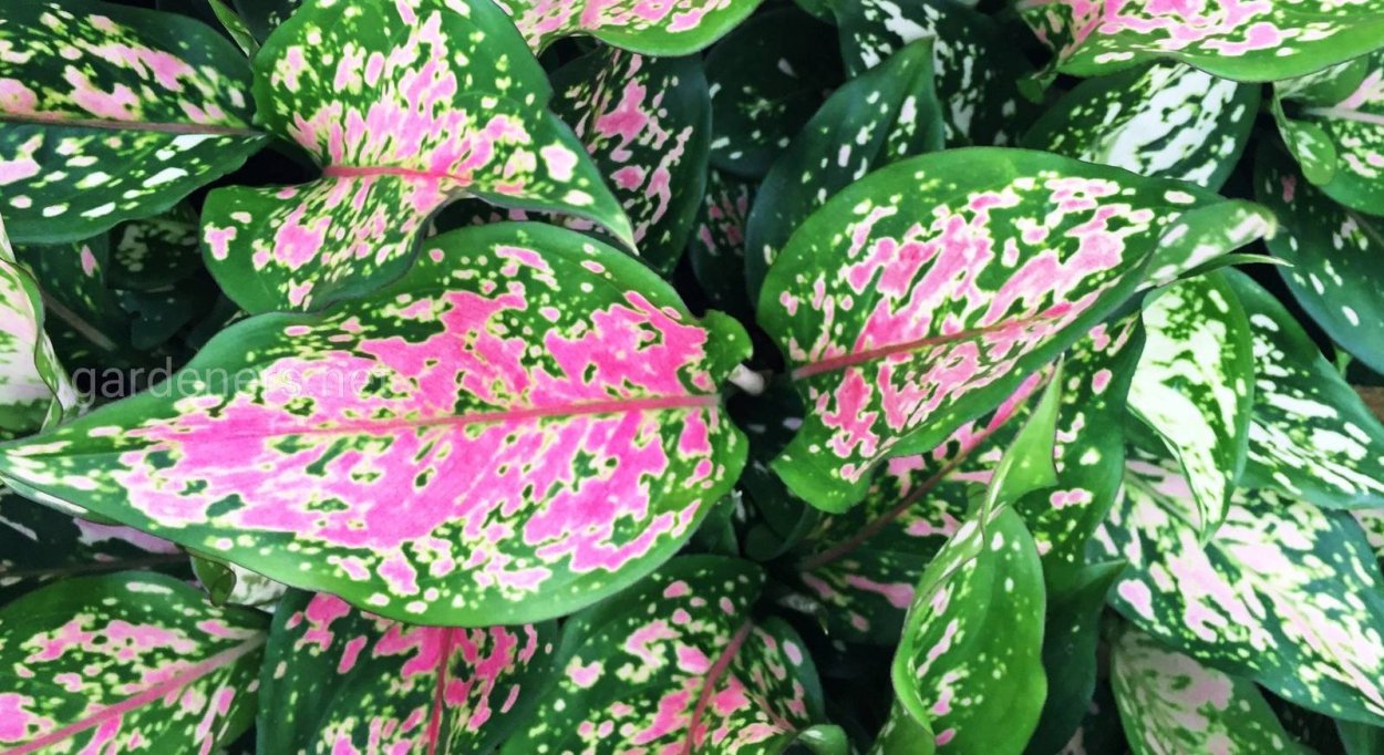 Аглаонема Амели