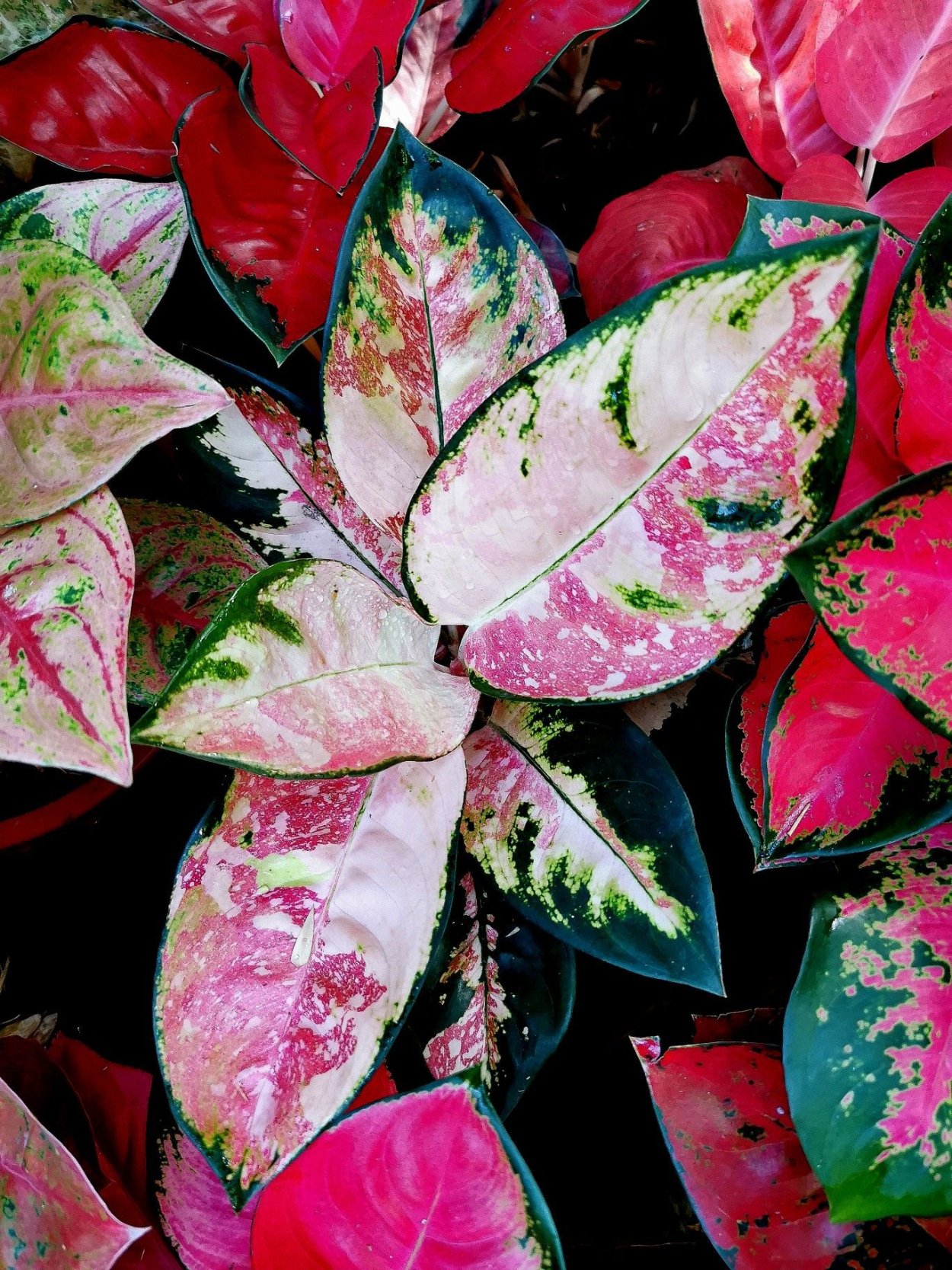 Аглаонема Pink Anyamanee