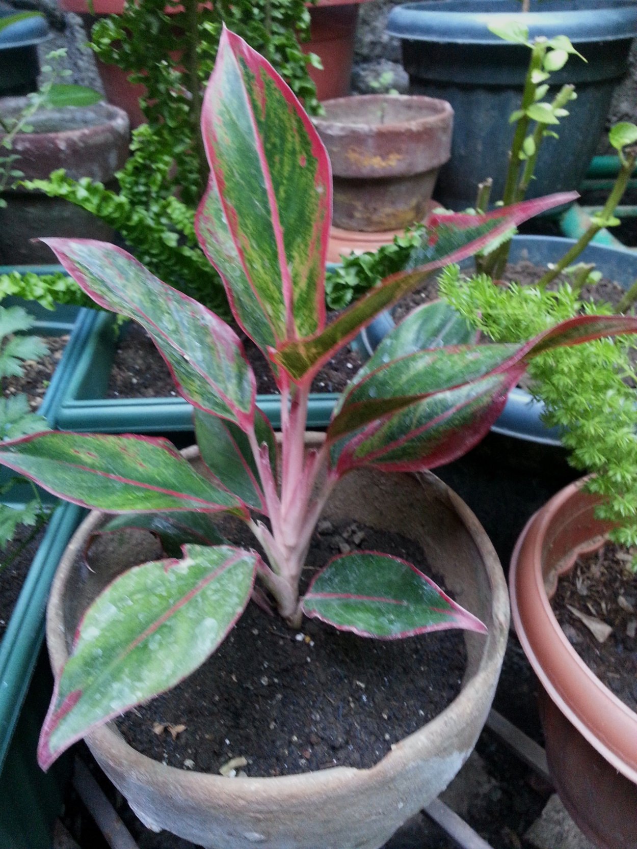 Аглаонема Мадонна