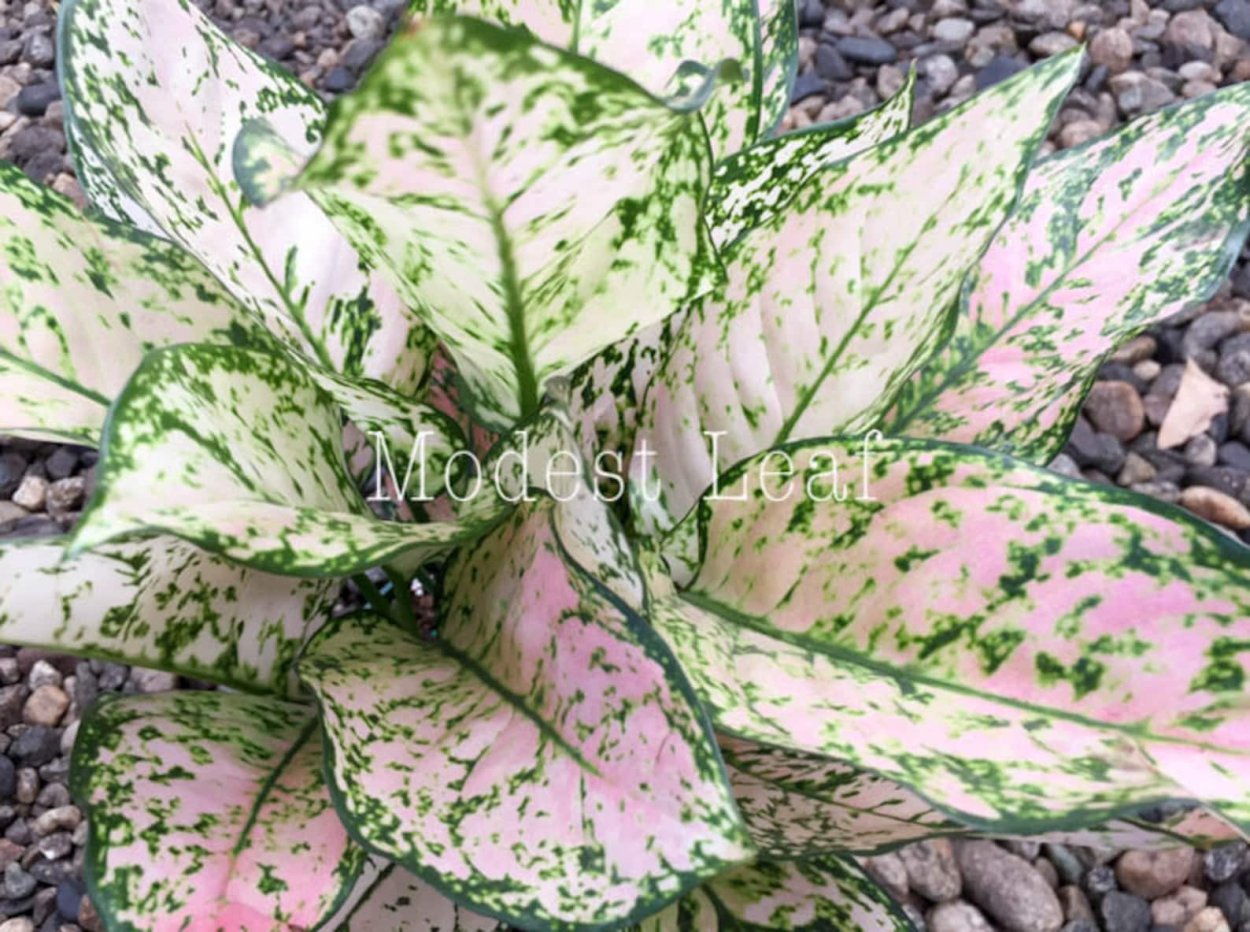 Диффенбахия Starbright