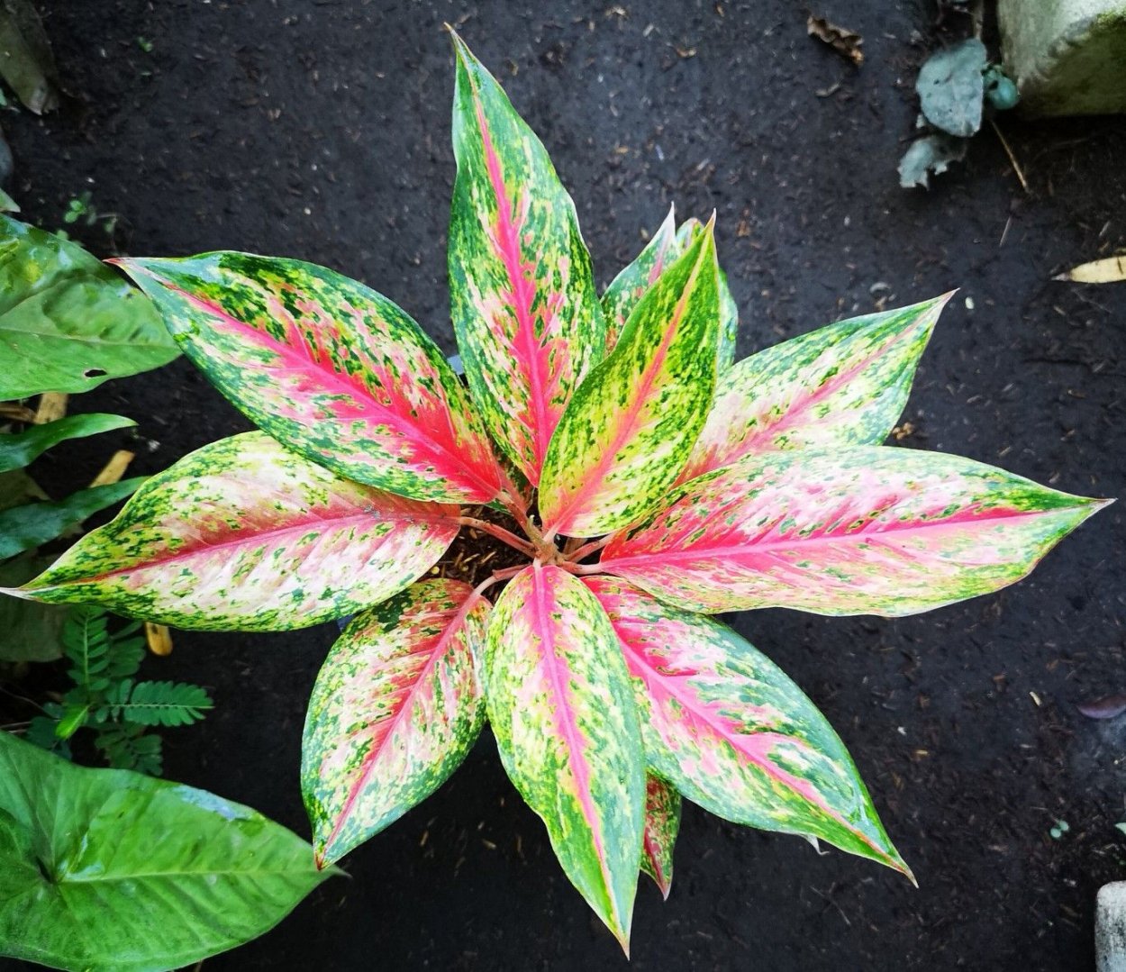 Аглаонема Фламинго