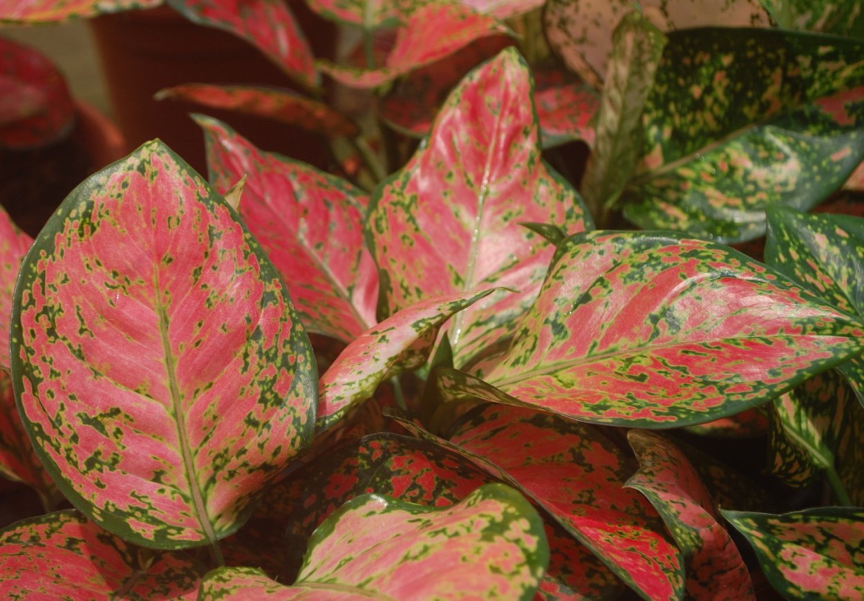 Аглаонема Грин леопард