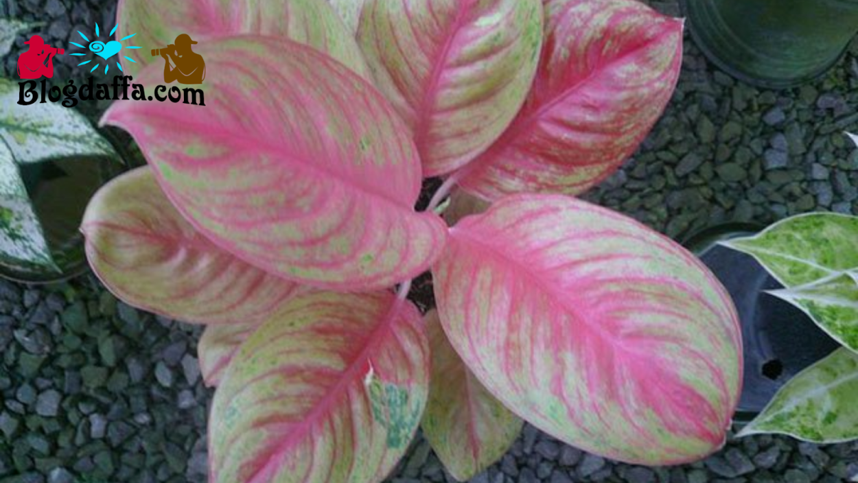 Аглаонема Индиана Квин