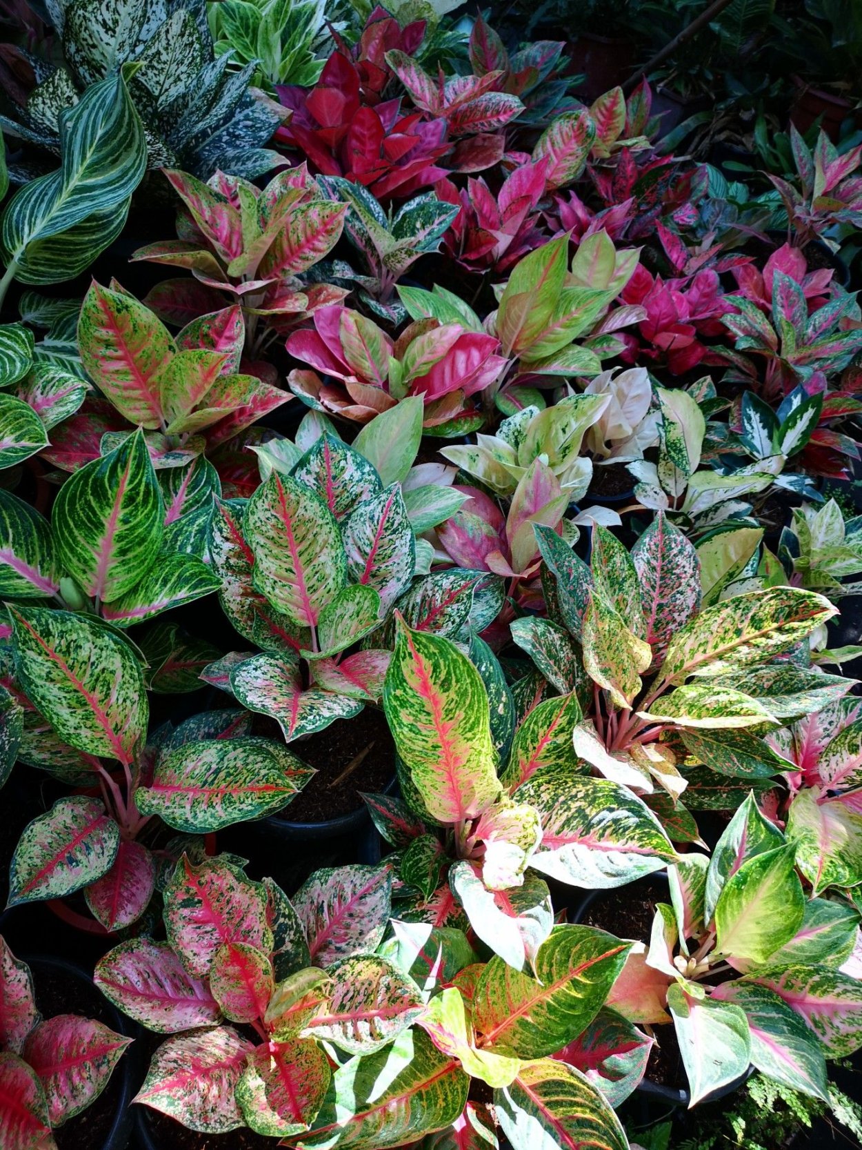 Аглаонема Ароидные