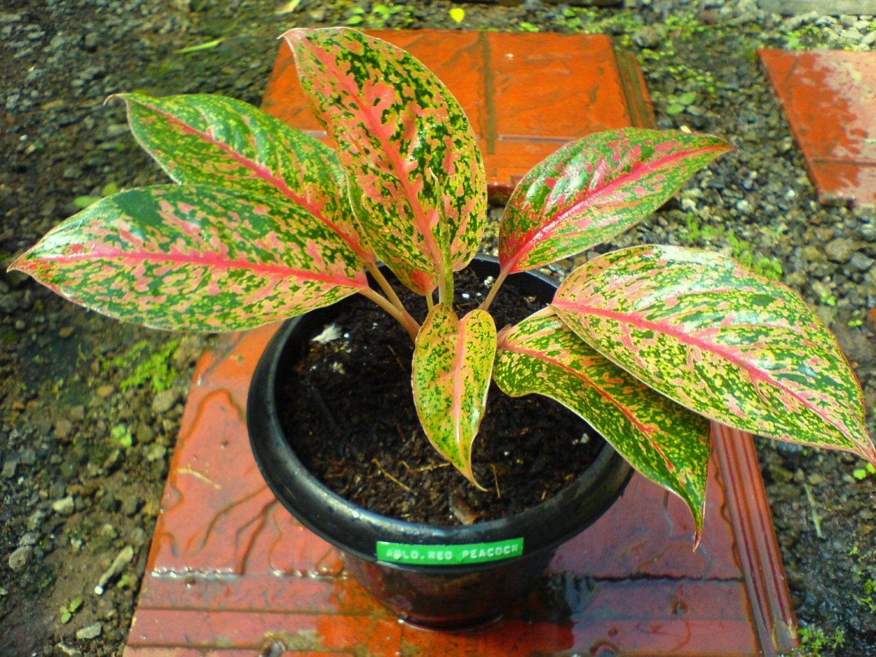 Аглаонема Кордилина