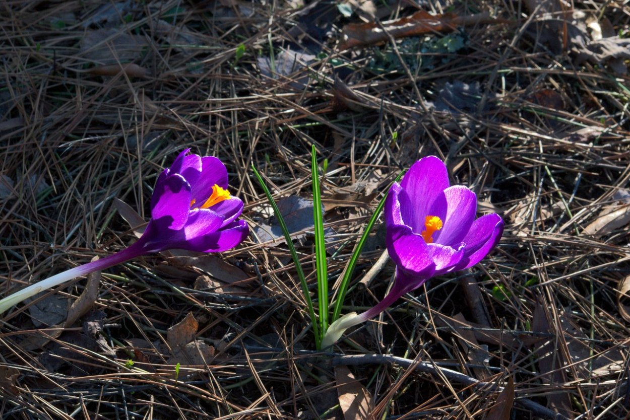 Цветы цветущие рано весной