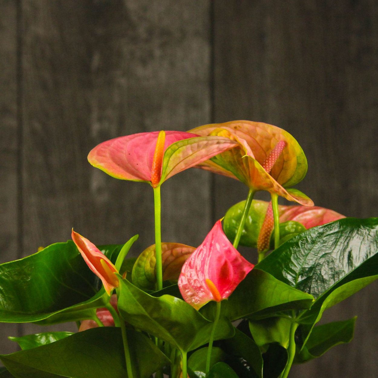 Anthurium Anthedesia White