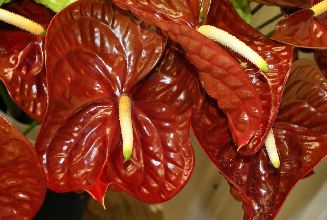 Антуриум Вайт Чамп