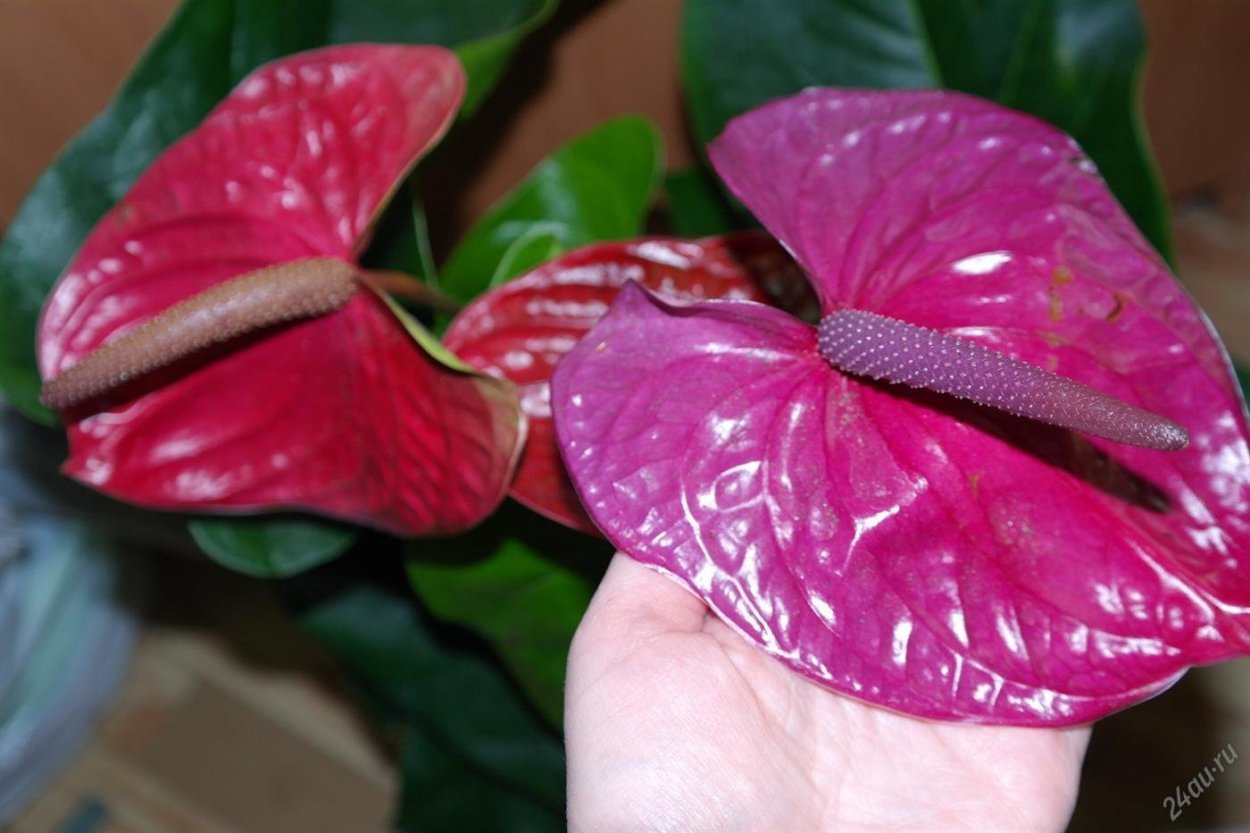 Антуриум Алексия Глориус