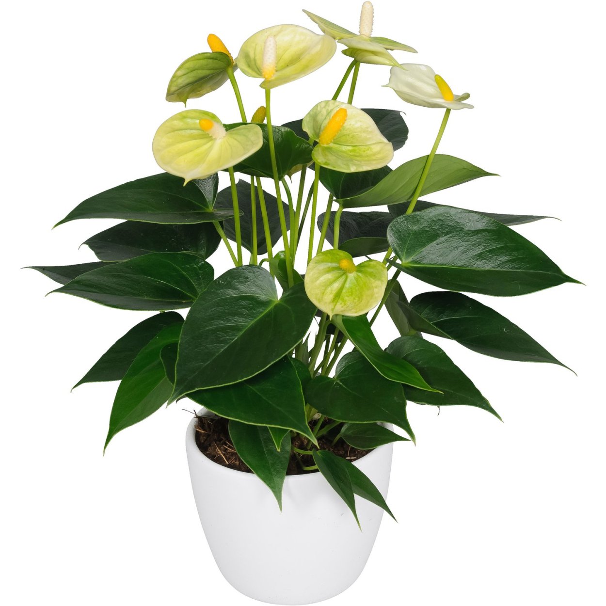 Антуриум Блэк Квин