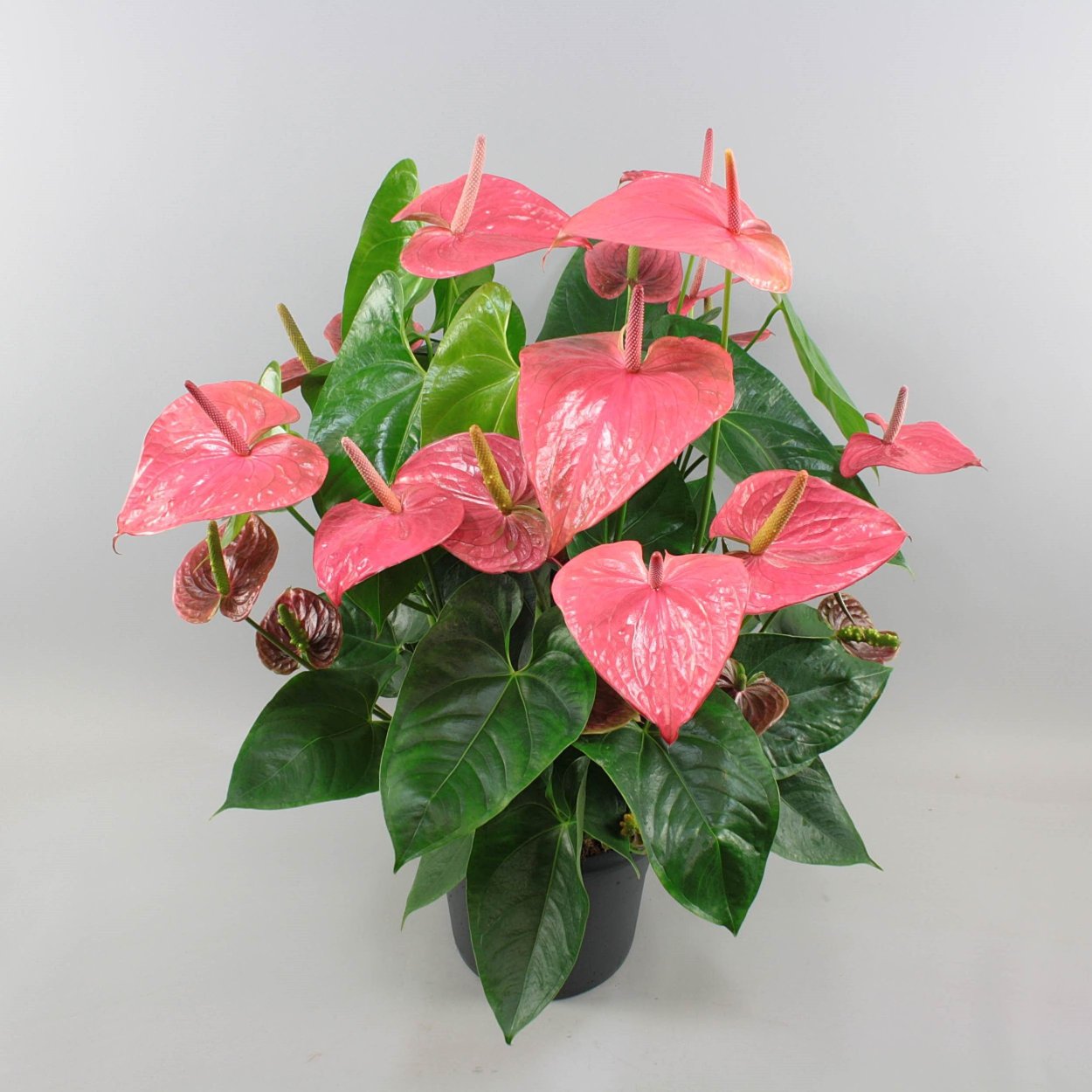 Антуриум Андре