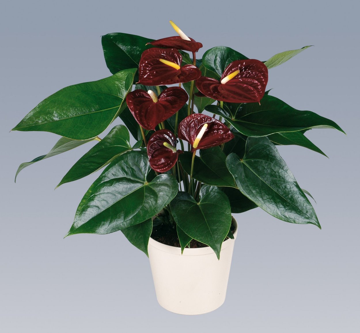 Антуриум сорт Юта