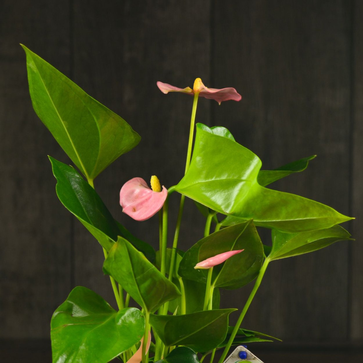 Антуриум Андре фиолетовый