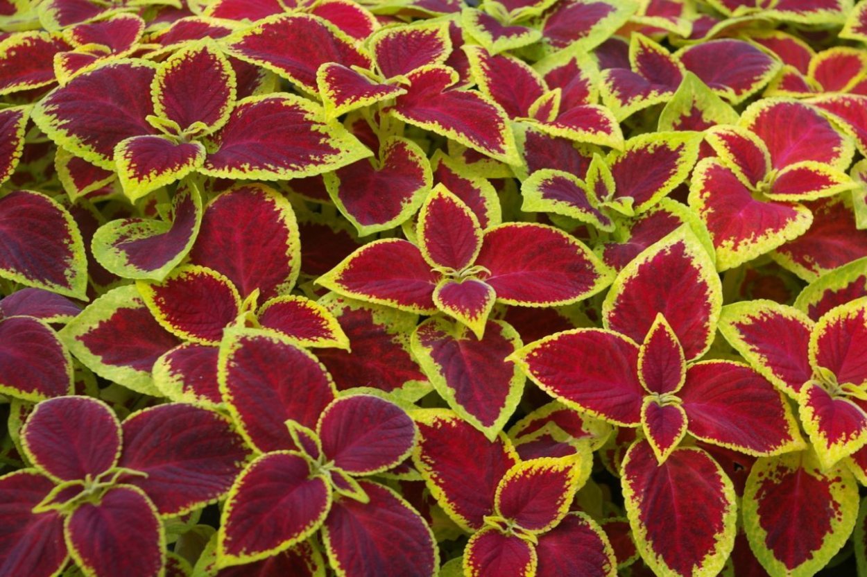 Колеус Terra Nova Taylor