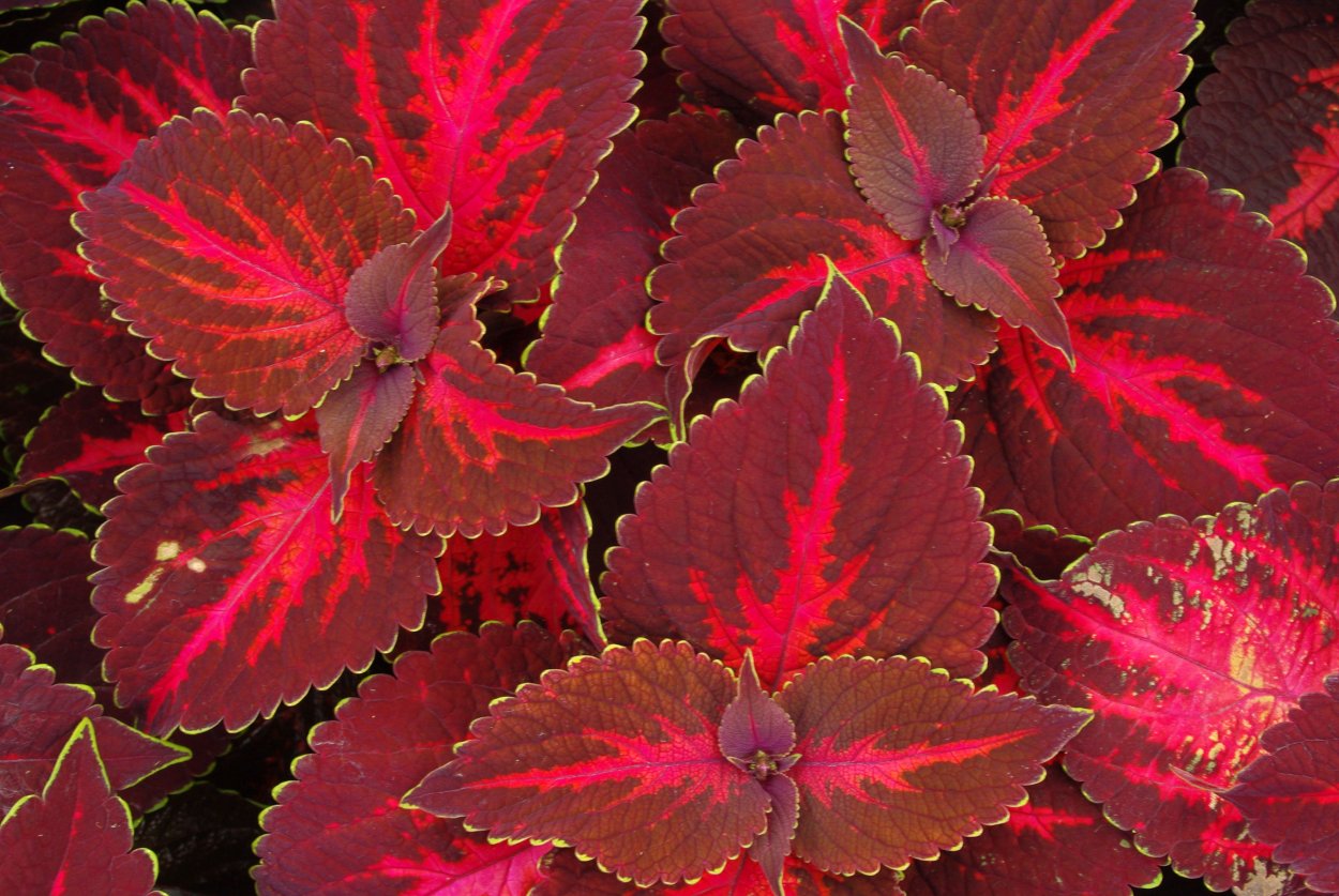 Колеус Applemint