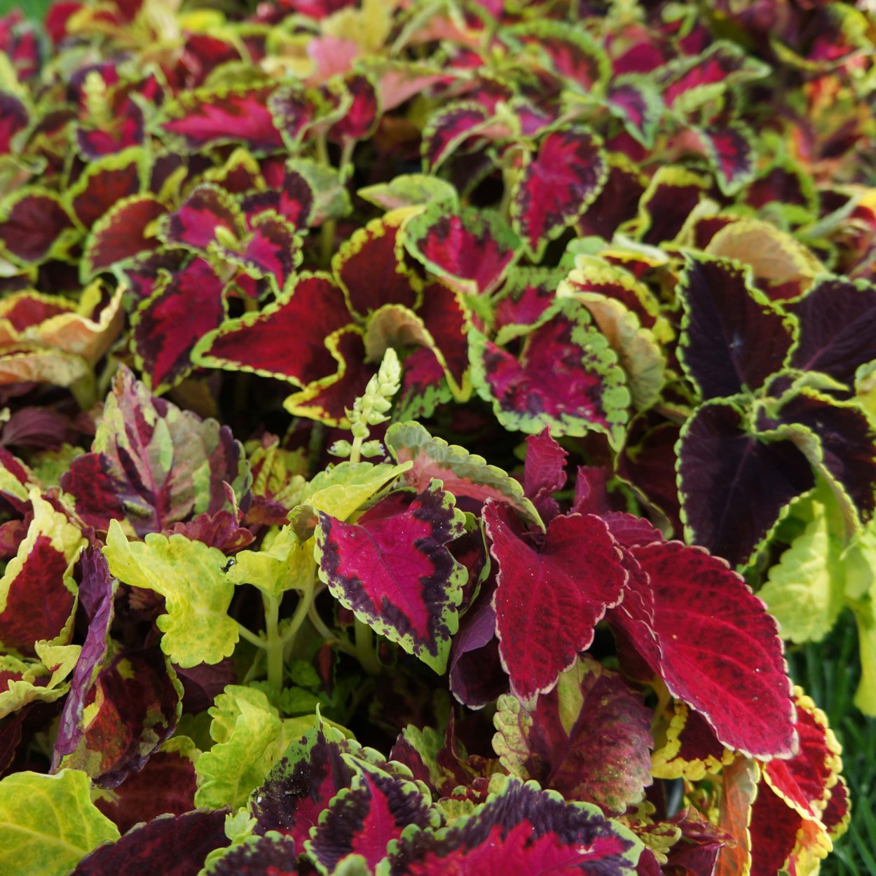 Колеус Вершаффельта