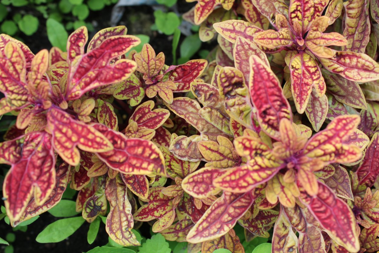 Колеус Terra Nova Marrakesh