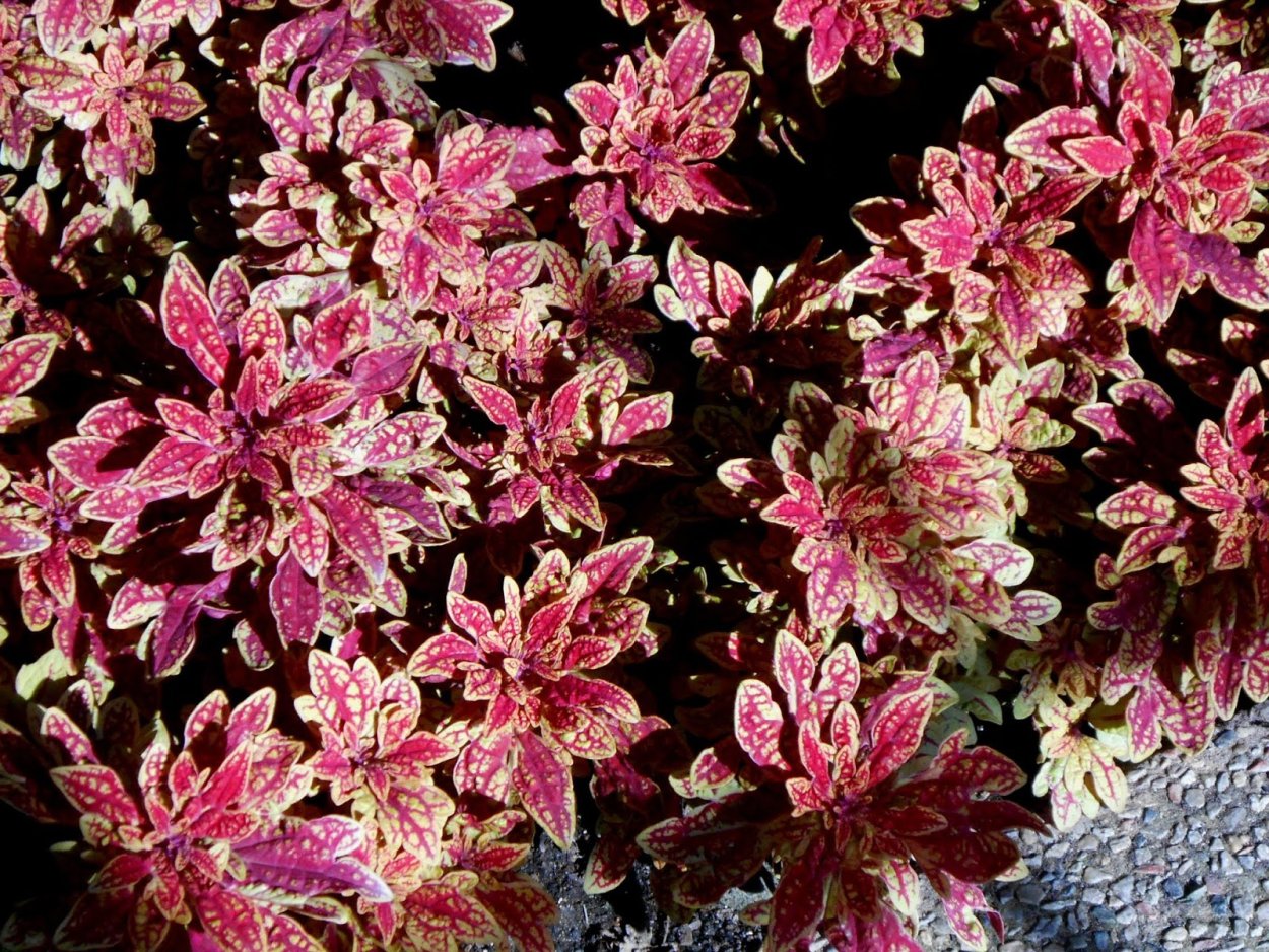 Колеус Terra Nova Marakesh