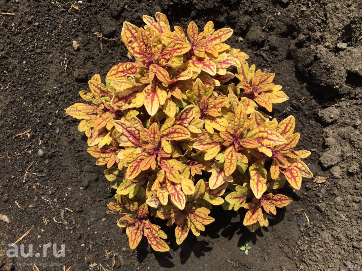 Колеус Marrakesh