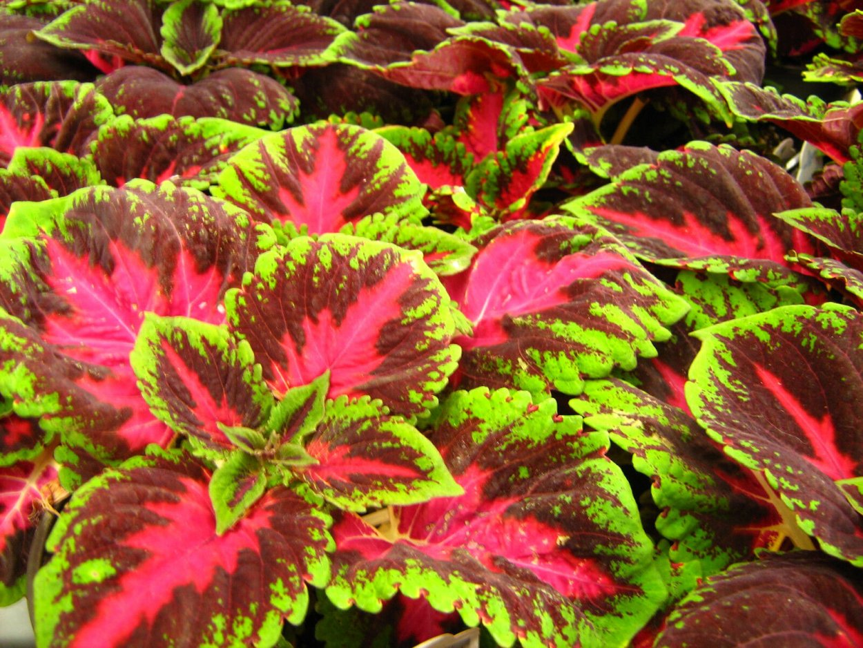 Колеус Marrakesh