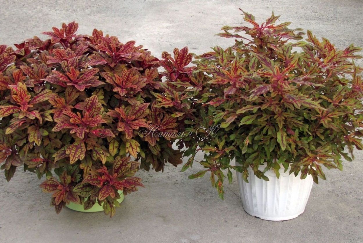 Колеус Terra Nova Marrakesh