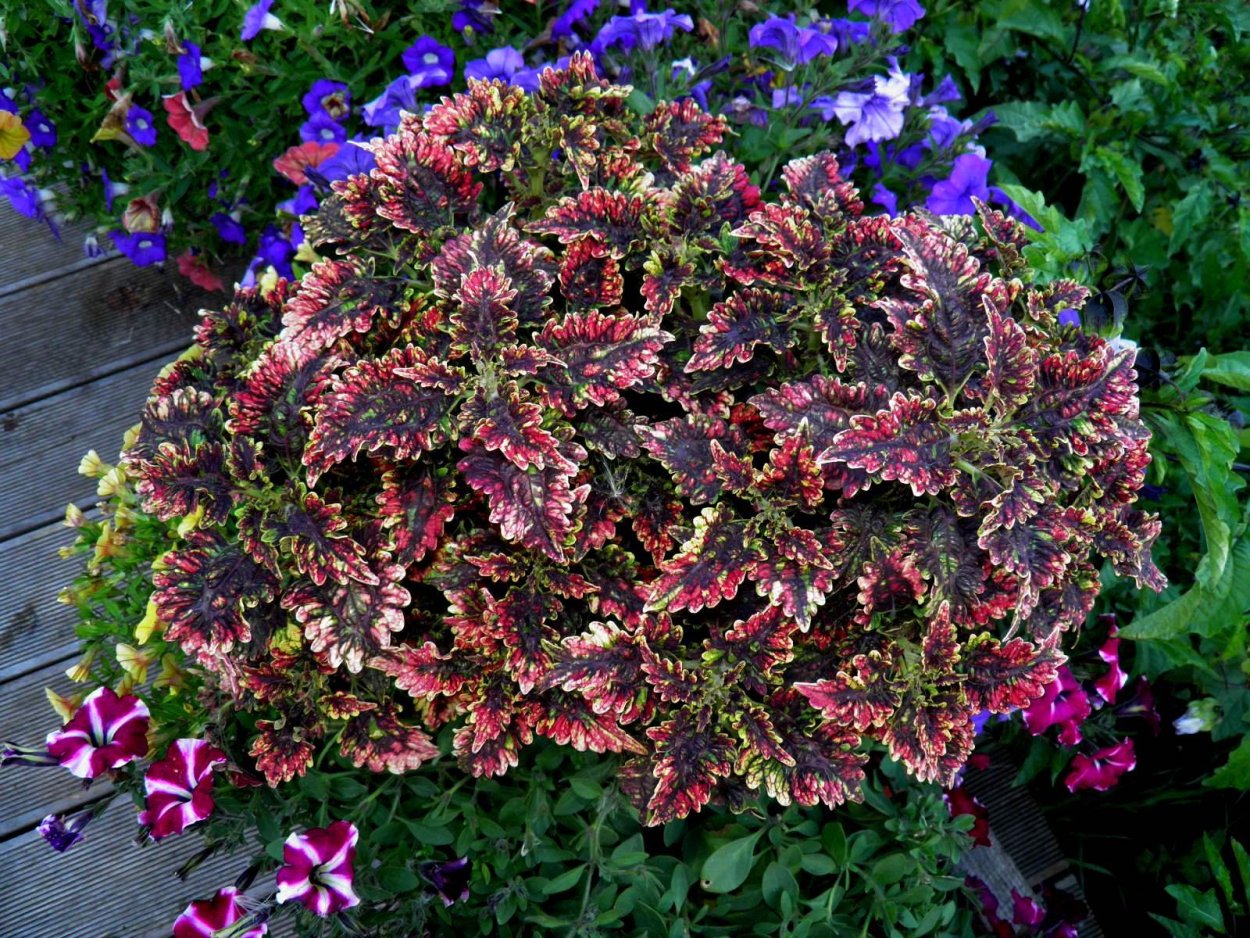 Колеус Terra Nova Macaw