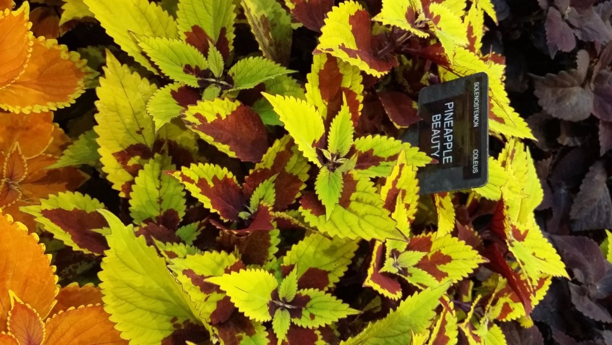 Колеус Блюме вечерняя Заря