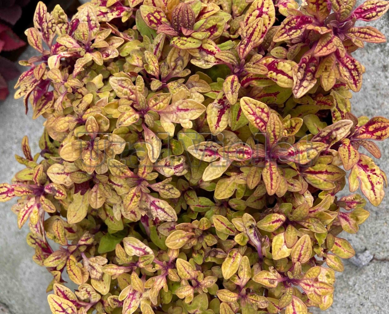 Колеус Marrakesh