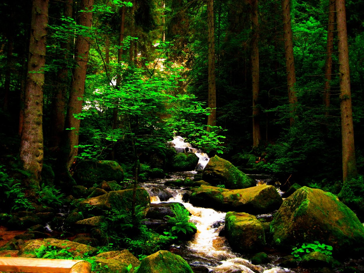 Красивый лес