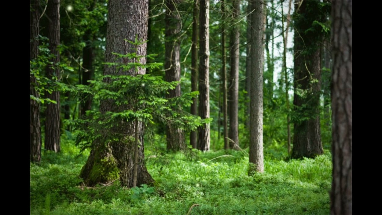 Широколиственный лес