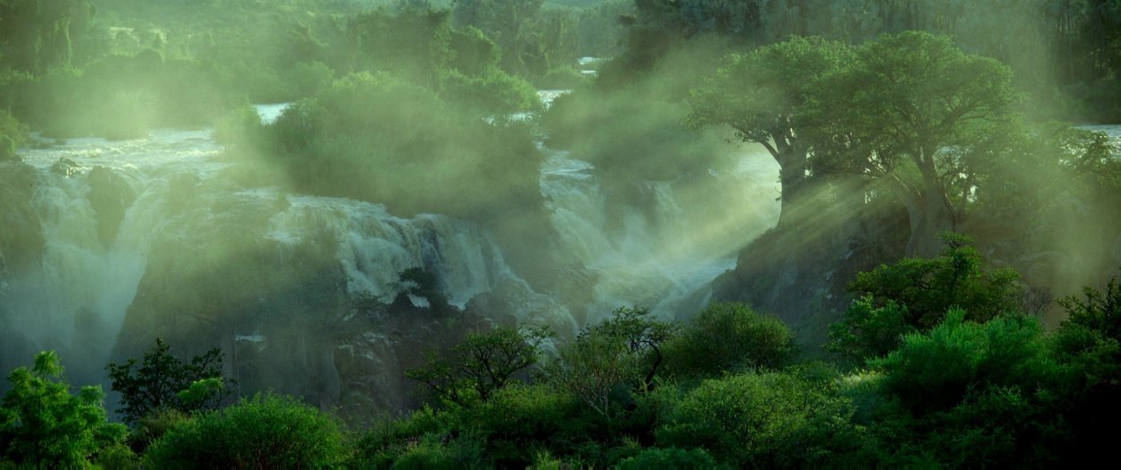 Лес из the last of us 2