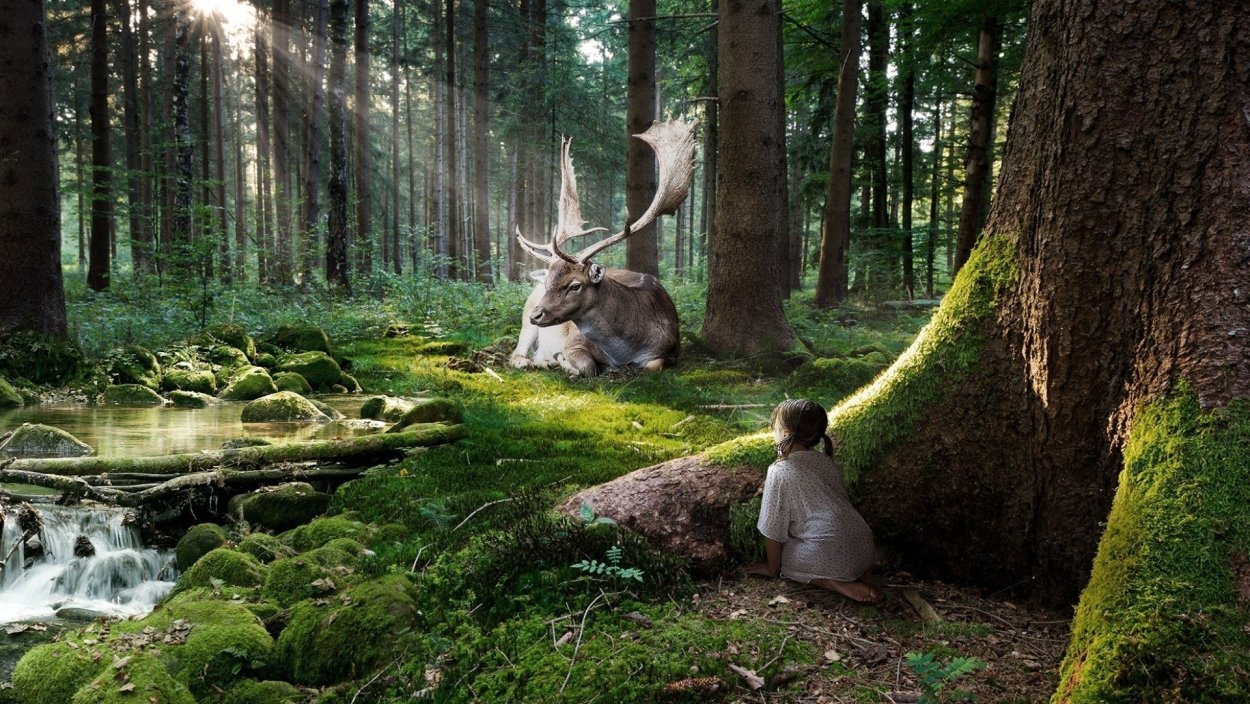 Сказочные леса