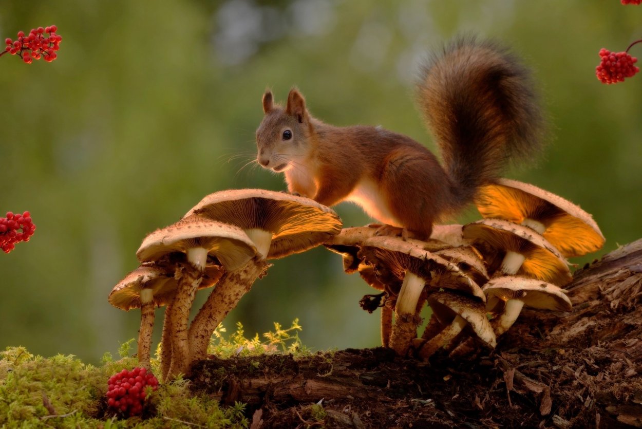 Осень белка