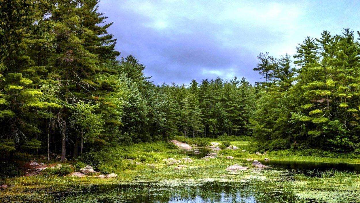 Кедрово-Пихтовая Тайга