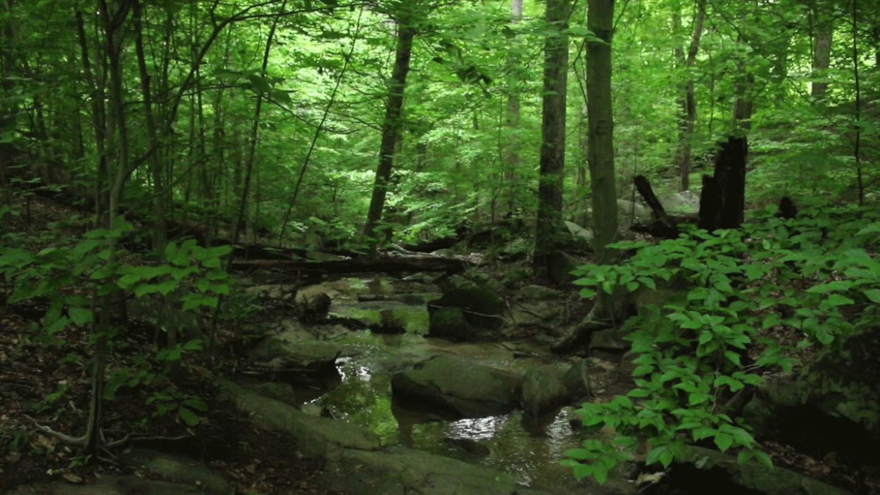 Природа лес