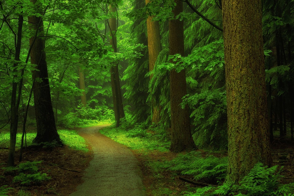 Лес из мортал комбат